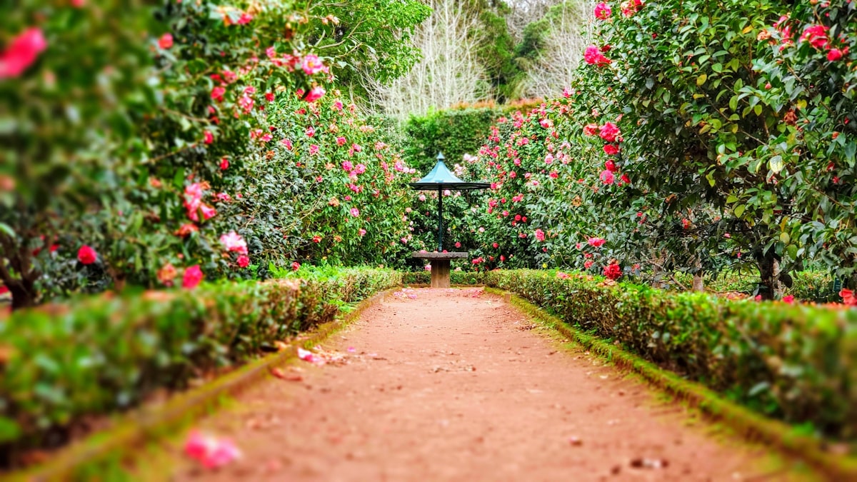 Landscaped garden with plants and outdoor paving